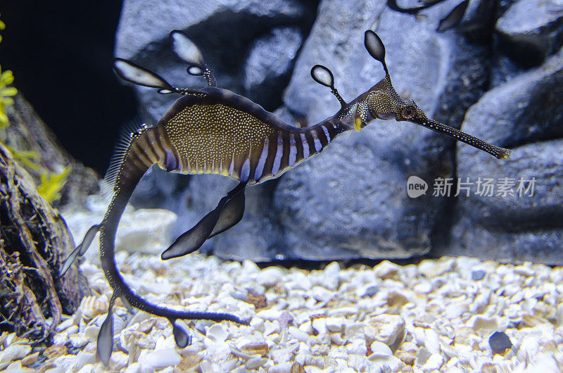 Seadragon (3)